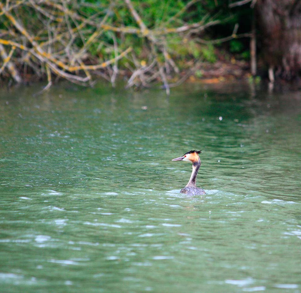 Haubentaucher im Bodensee